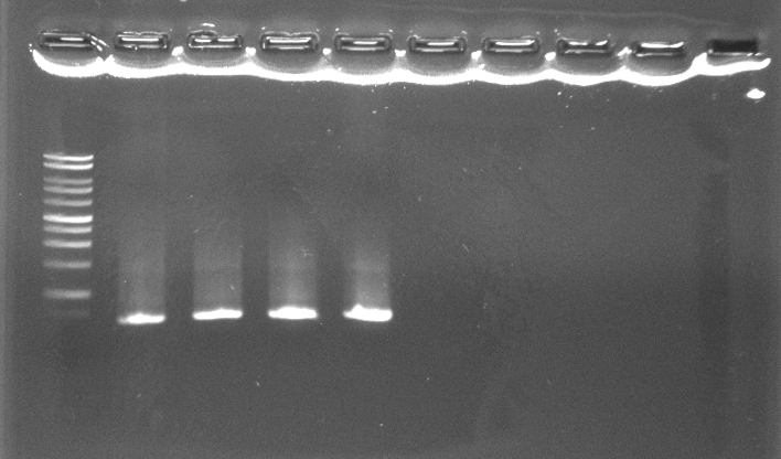 120516 SkV PCR FsC.jpg