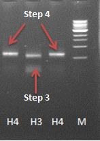 4th step PCR hepinsidecoil.png