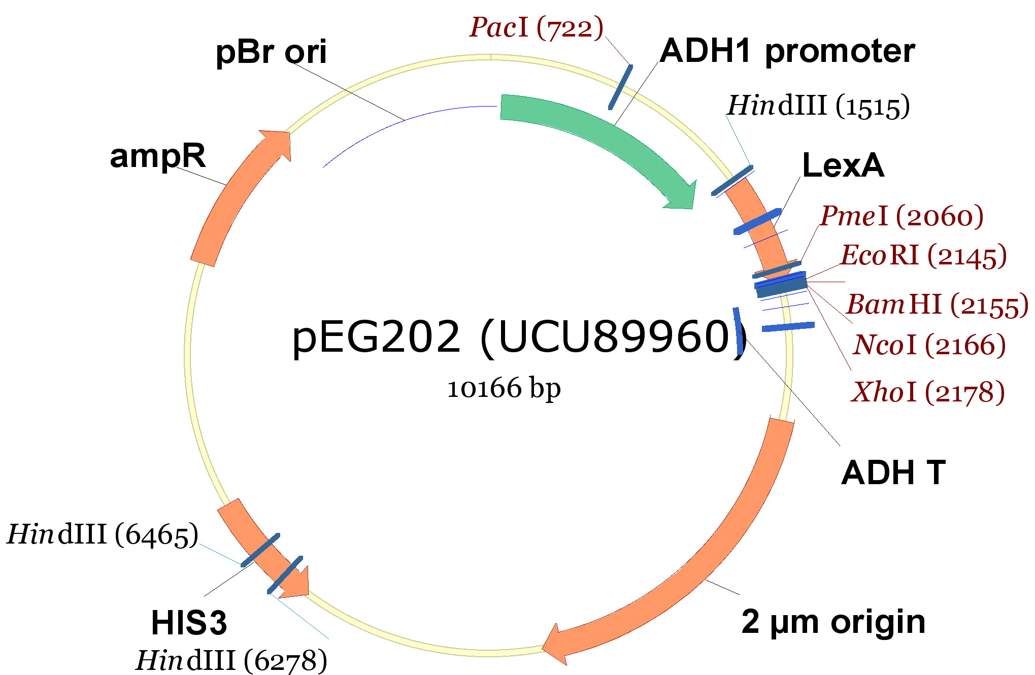 BsAs2012-plasmid-PEG202.jpg