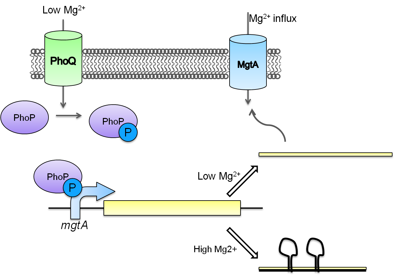 Figure 2: MgtA pathway in E. coli. The phoQ protein is the transmembrane receptor which detects low magnesium concentration. PhoQ then phosphorylates PhoP which acts as a transcription factor on mgtA promoter and transcribes genes downstream necessary for bringing magnesium into the cell. There is a second level of control with the magnesium riboswitch. In the presence of high magnesium the riboswitch forms a secondary structure which does not allow the ribosome to bind to the transcript inhibiting translation. In the case of low magnesium however, the transcript is expressed and this allows influx of magnesium.