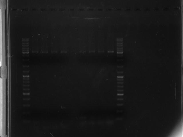 UP12 13.07.2012 PCR Produkt.jpg