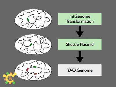 Project yao genome p1.jpg