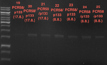 TUM12 LS analytcolonyPCR5.png