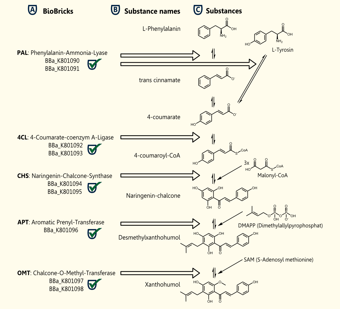 Fig. 4: Metabolic pathway for xanthohumol.