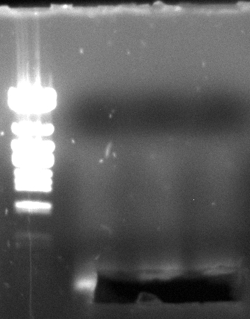 120502 PCR rechts bei Marker 2 links 6 dunkel.jpg