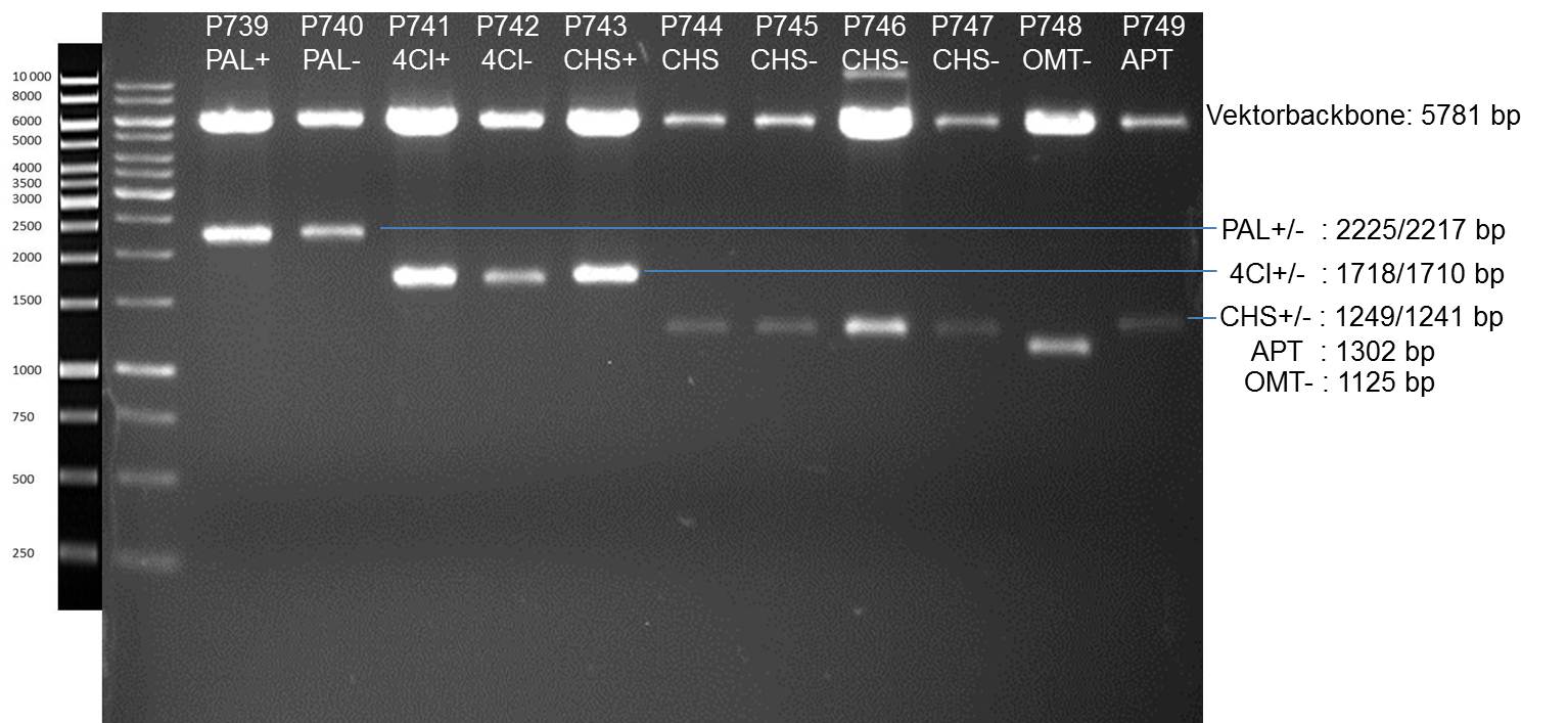 Gel picture of control digest genes in limonene pYes 1