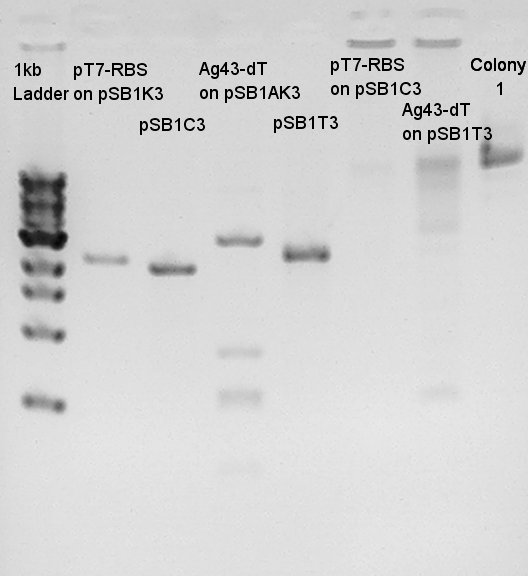 HokkaidoU2012 120714 pT7-RBS on 1K3 pSB1C3 Ag43-dT on 1AK3 pSB1T3 Ligation1,2 coloP-No.jpg