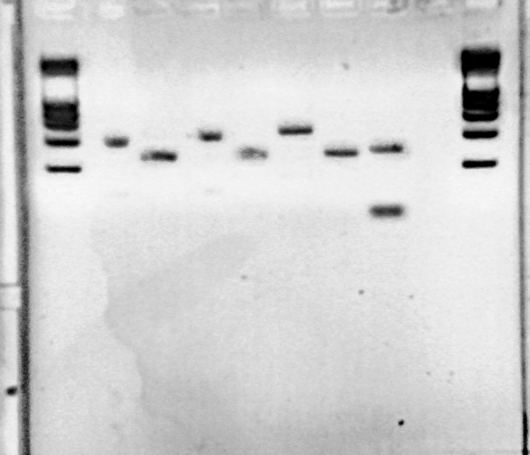 Team-EPF-Lausanne 2012-24-08 colony PCR rerun in CH.jpg