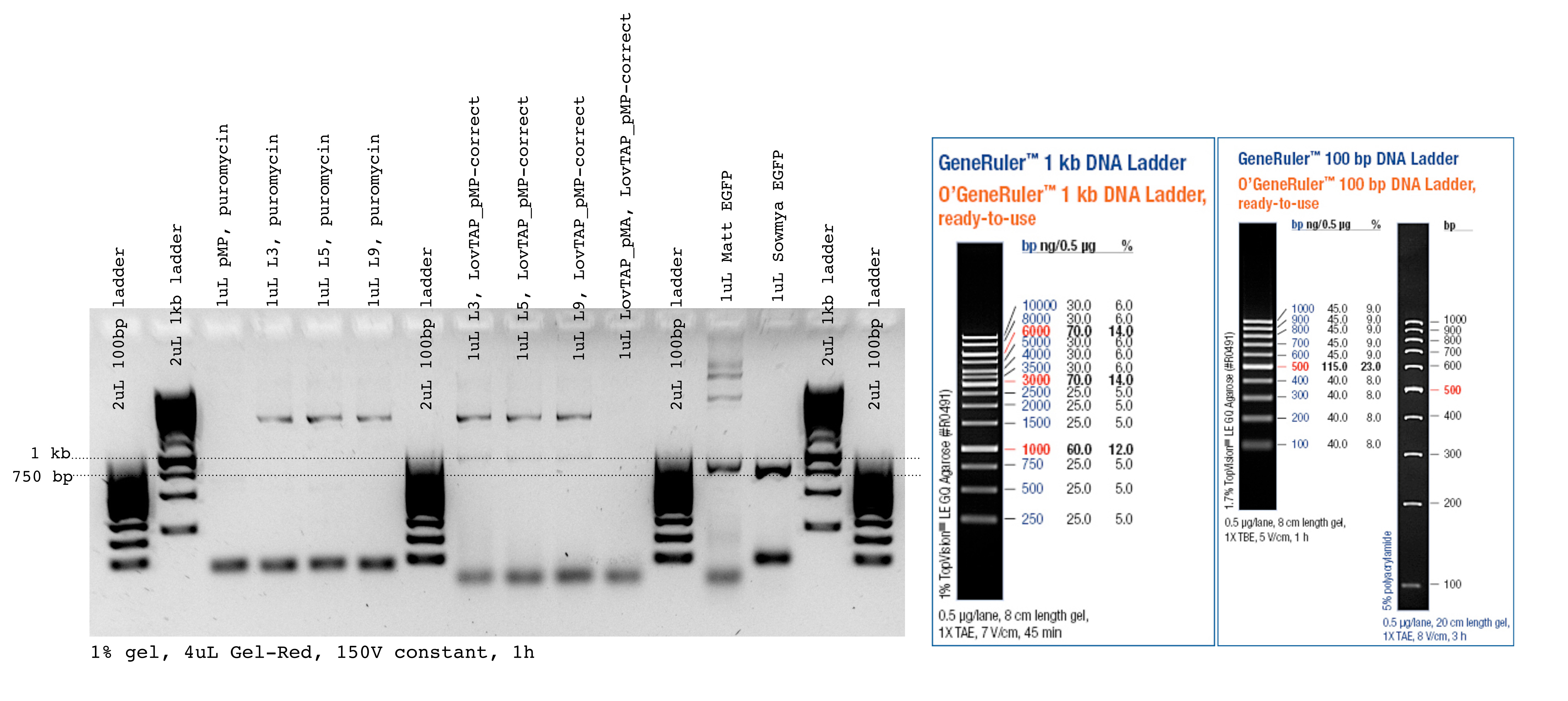 Team-EPF-Lausanne 2012-08-20 test PCR in BM lab.jpg