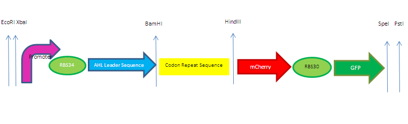 Codon Optimization Project mechanism