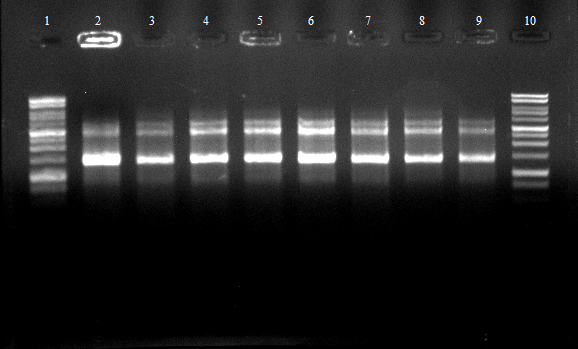 120524 o Est13 FsC u Kolonie PCR Est13.png