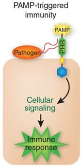 Upon pathogen attack, pathogen-associated molecular patterns (PAMPs) activate pattern-recognition receptors (PRRs) in the host, resulting in a downstream signaling cascade that leads to PAMP-triggered immunity (PTI).