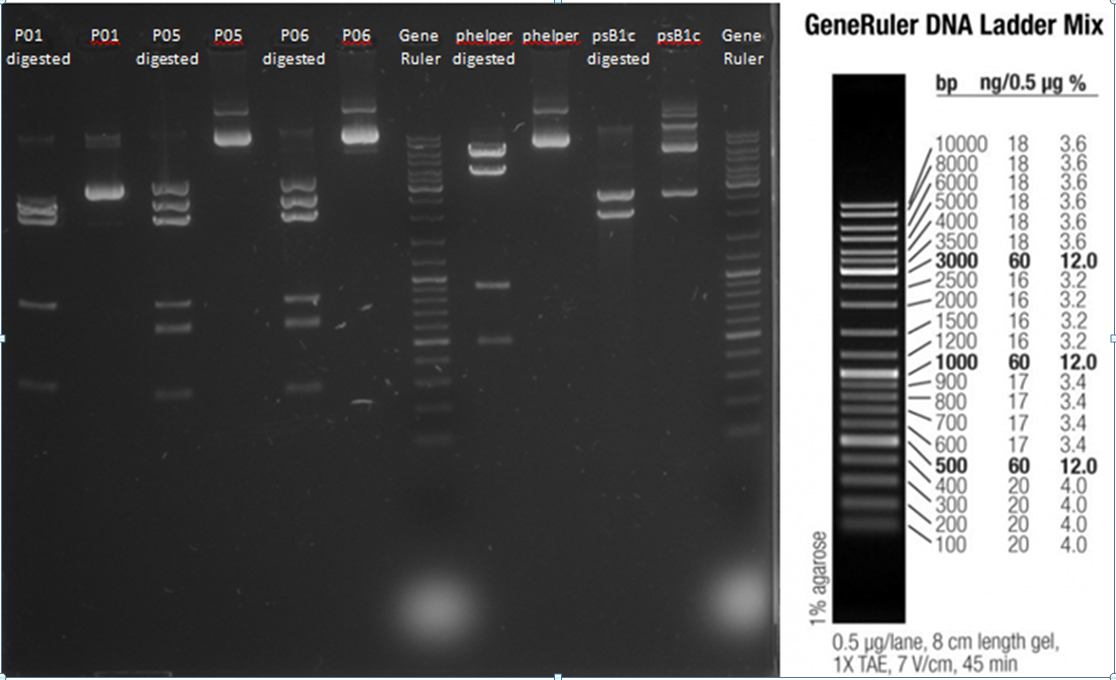 Testverdau-Plasmide 2012-08-28.png