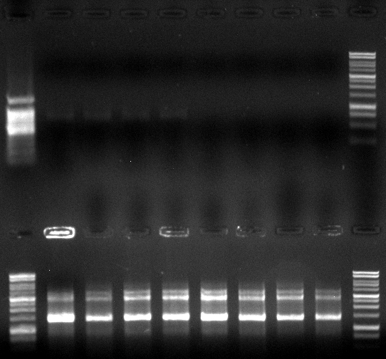 120524 o Est13 FsC u Kolonie PCR Est13.jpg
