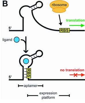 Figure X: this diagram suggest that in the presence of the aptamer, the ligand which binds to the riboswitch, the mRNA cannot be translated thereby reducing the level of protein in the cell.