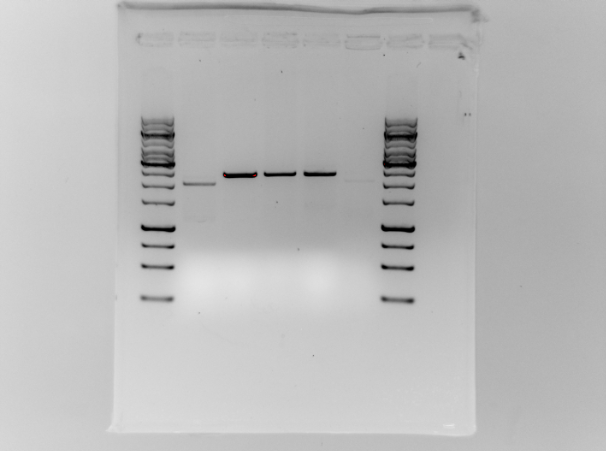Religated pSB1C3, and three parallels of ligated Plld and pSB1C3 investigated by cutting with BpmI. BpmI also cuts both inside the promoter region and in the backbone, so if the promoter is present in the plasmid, the expected result for this test cut is two fragments; one on 898 bp, and one on 1515. Only one band is present on the gel.