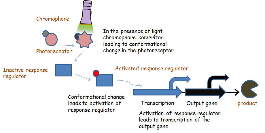 Optogenetics diagram 1.png