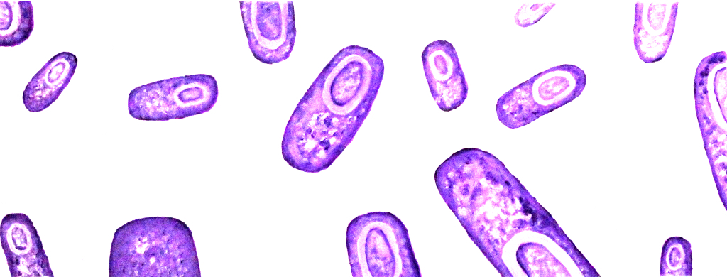 Bacillus introduction banner.jpg