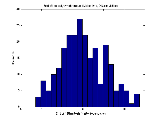 End of early division part of our simulation for early division rate of 1.45