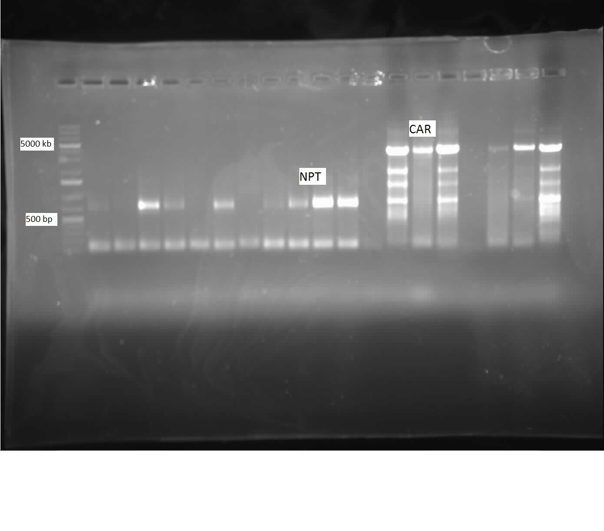 CAR NPT PCR-Amplification.jpg