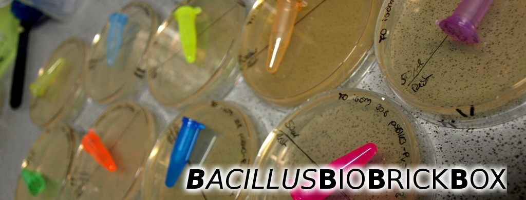 Bacillus BioBrick Box banner.resized WORDS.JPG