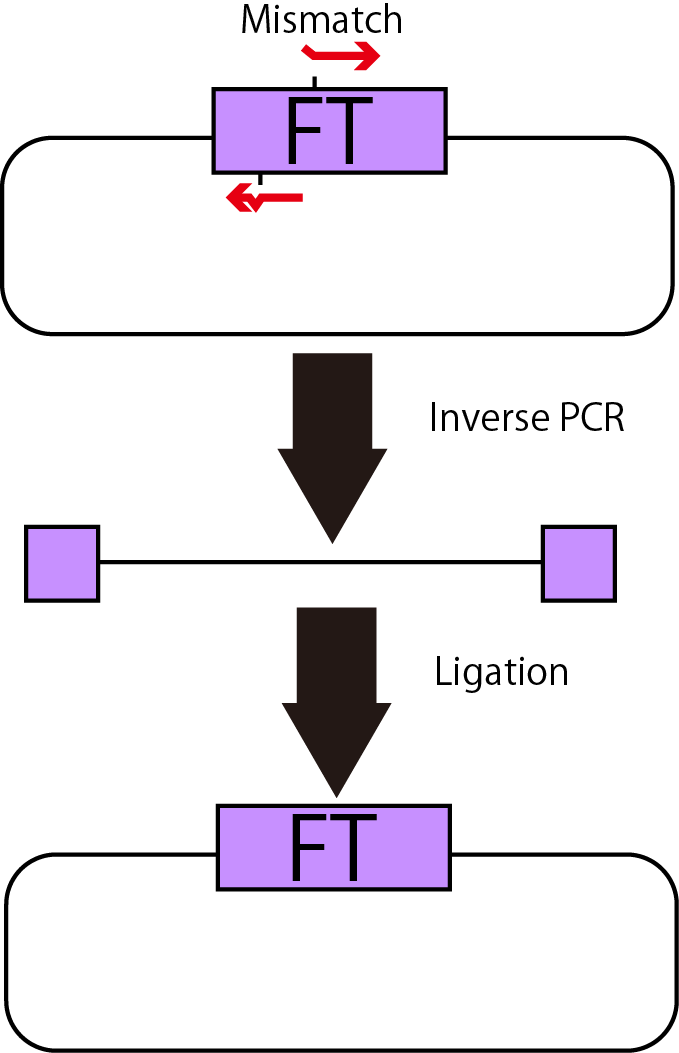 Fig.1-6 InversePCR Method