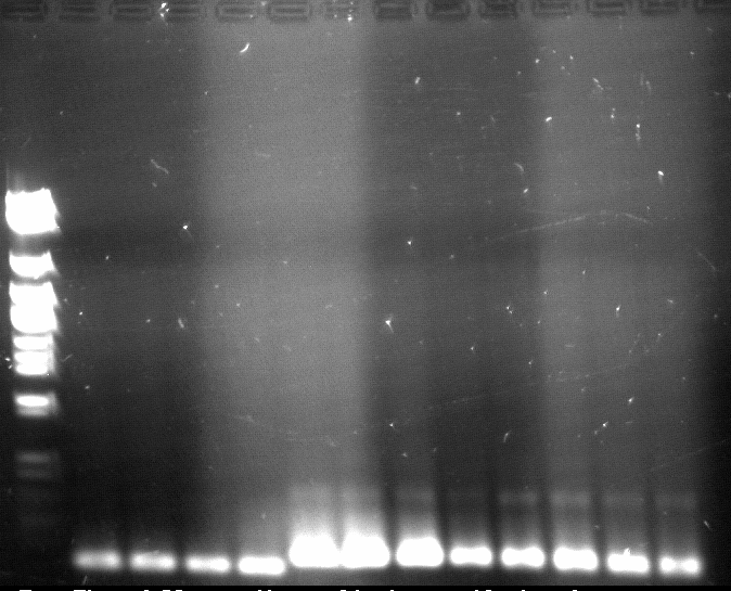 120426 PCR 1-3 siehe Laborbuch 26.4.tif
