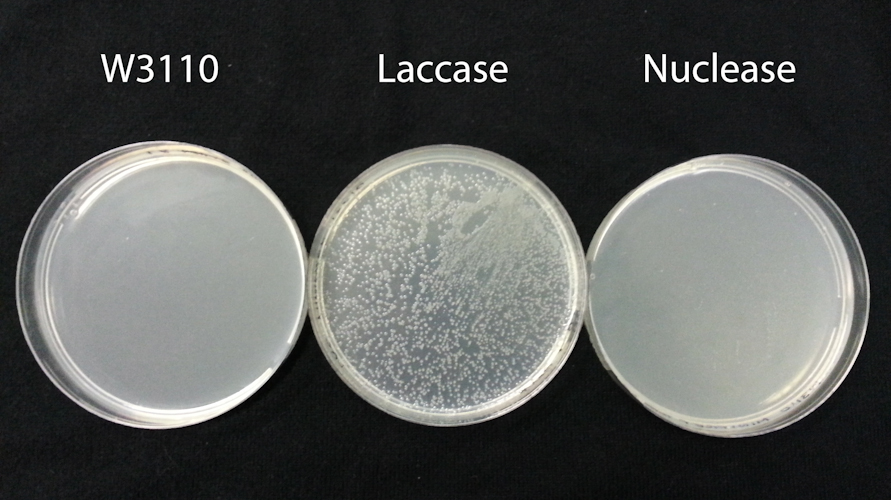 Figure 1. Transformation of comercially competent TOP10 E. Coli cells with unmodified E. coli W3110 disruptate, Laccase:W3110 harbouring the BBa_K729006 laccase plasmid and Nuclease: E. coli W3110 harbouring the BBa_K729019 nuclease plasmid