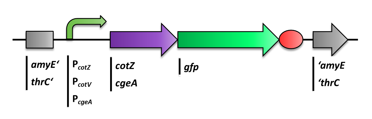 Scheme of variants of the final fusion constructs Promoter-Gene-GFP-Terminator