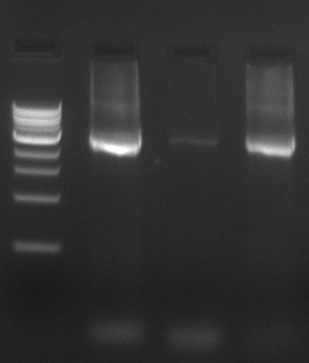 30.8 polymerase test gel4-view.jpg