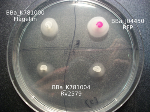 Fig. 4 The motility assay for the K781004 construct compared against controls expressing no flagellin construct and a non-chimeric flagellin construct. Inoculations made on 0.25% swimming agar.