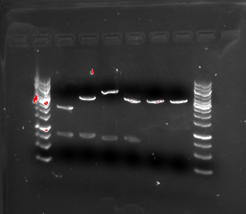 Fluorescent proteins and DTT gel.jpg