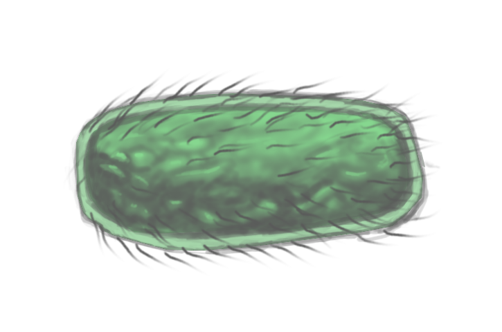 Bacterium vlcampus.png