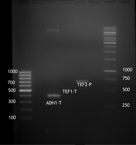 20120806 PCR ADHt,TEF1t,TEF2p.png