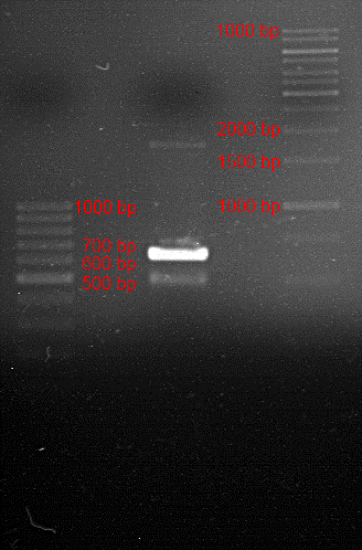 Analytical gelelectrophoresis of PCR product of BBa_K105005 with primer TUM12-LexA-fw and TUM12-LexA-rv