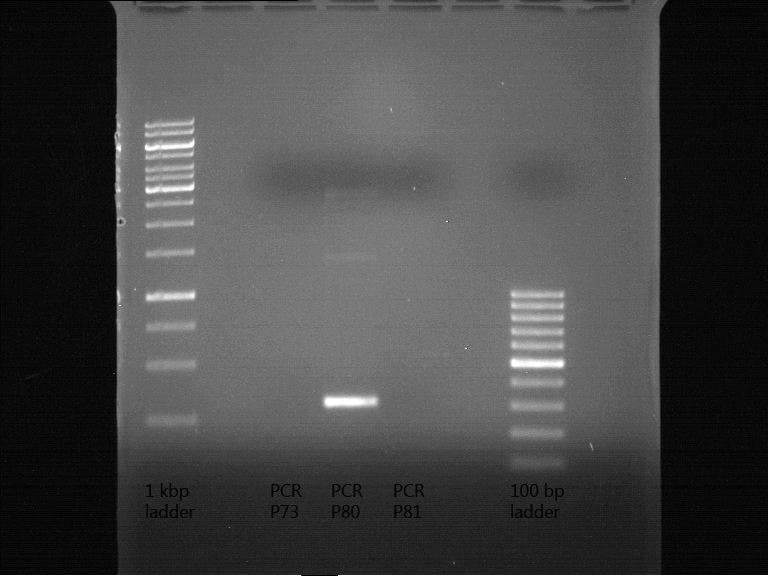 PCR of P73, P80 and P81. As expected the only working PCR is P80 because the miniprep of P73 and P81 from Havard university are already corrupt!