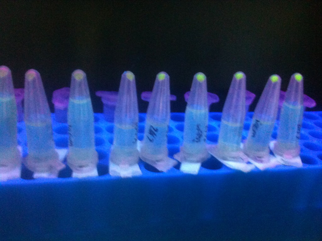 Pelleted Pyear + GFP cells grown in media of different potassium nitrate concentrations; from left to right, 0mM to 40 mM in 5mM steps