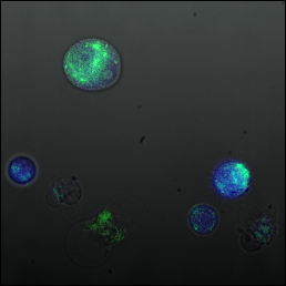 Readout transfected cells