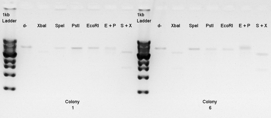 HokkaidoU2012 120715 pT7-rbs-ag43-dt digestion(X,S,P,E,EP,XS).jpg