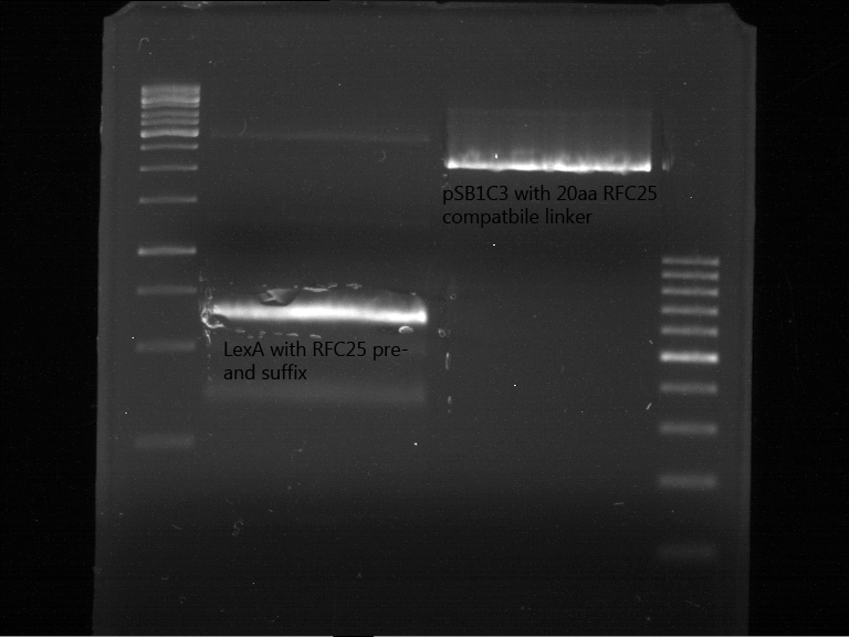 Preperative digestion and gelelectrophoresis of digested PCR product of LexA (NgoMIV+PstI) and pSB1C3 containing the RFC25 compatible 20aa linker with RFC25 pre- and suffix  (AgeI and PstI)??? Digestion with AgeI and PstI.