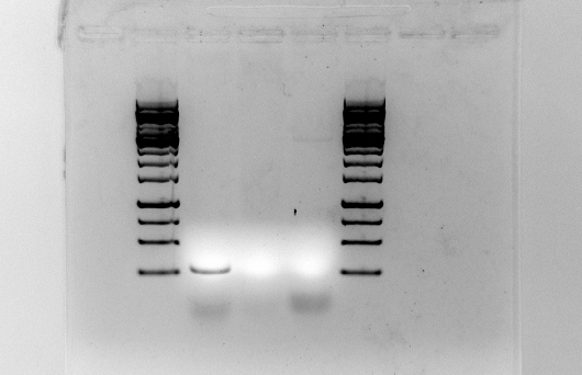 File:Plld, LldR, kolisin PCR-produkt 25.07.12 exp.png