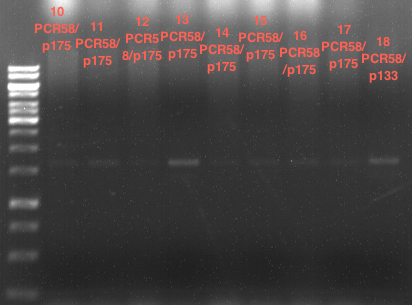 TUM12 LS analytcolonyPCR4.png
