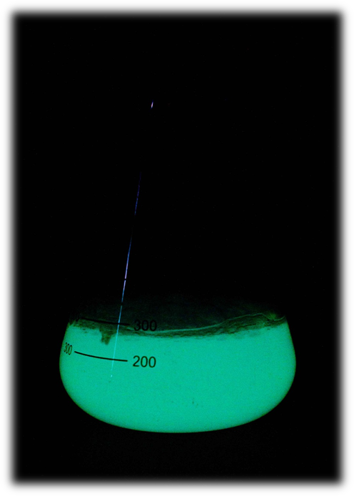 Fig 1. BL21 cells harboring T7-operon(BBa_K819008) are emitting blue luminescence under IPTG induction