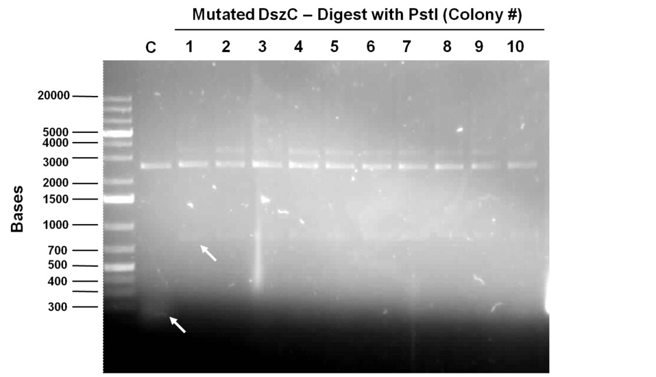 UCalgary 02.08.12 dszC psti digest mutagenesis.jpg
