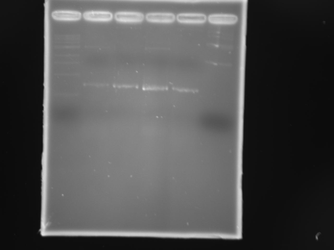 08-20-12 TraR PCR products from pCF222 and pCF251 SUCCESS (Lane 6 elsa plasmid).jpg