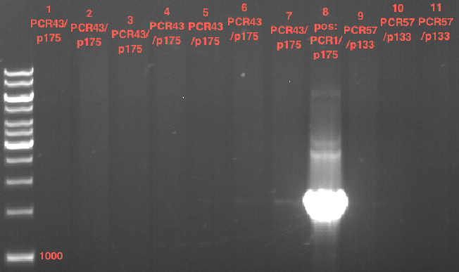 TUM12 LS analytcolonyPCR9.png