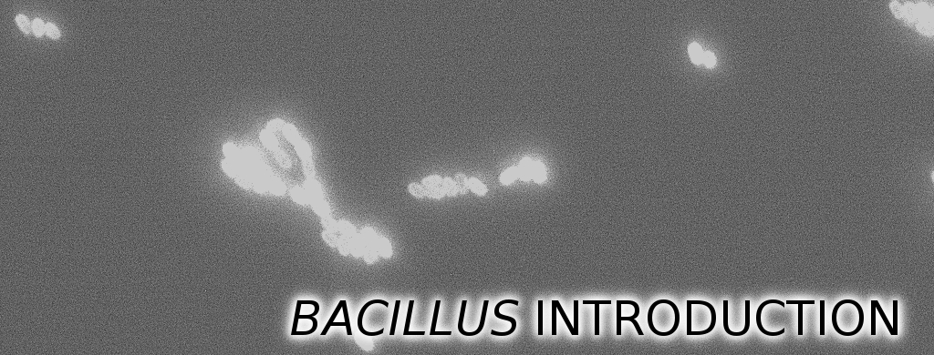 Bacillus introduction banner.resized WORDS.JPG