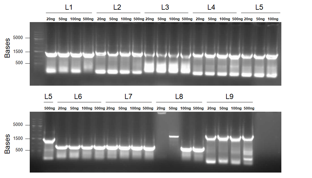 Figure 23: Round 1 of Splice-Overlap-Extention PCR. Reactions were carried out as described above, with varying amounts of DNA template as indicated above the wells. Cycling conditions were: Stage 1 (95%deg;C for 2 min.), Stage 2 (94%deg;C for 1 min., 55%deg;C for 1 min, 72%deg;C for 2 min. 30 s.)x 31, Stage 3 (72%deg;C for 10 min.). Bands seen at ~1500 bp for L1 through L5, ~800 bp for L6-L8, and ~2200 bp for L9 indicate successful amplification of the desired product.