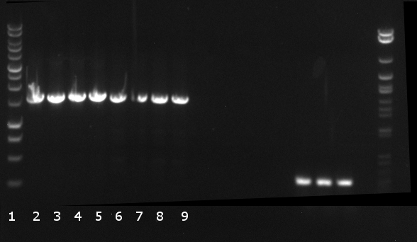 120813 PCR 1-4 RBSPE 5-8 EXN-Myc-Est 9-12.jpg