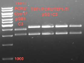 TUM12 LS analytgel2 1709.png